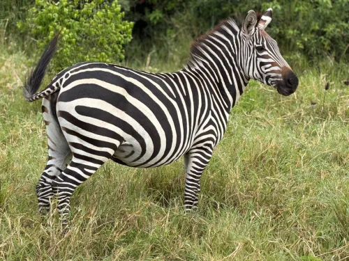 A zebra in Lake Mburo National Park
