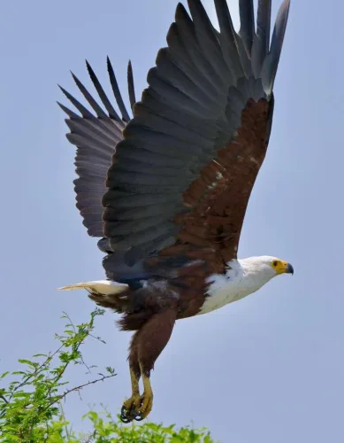 Eagle