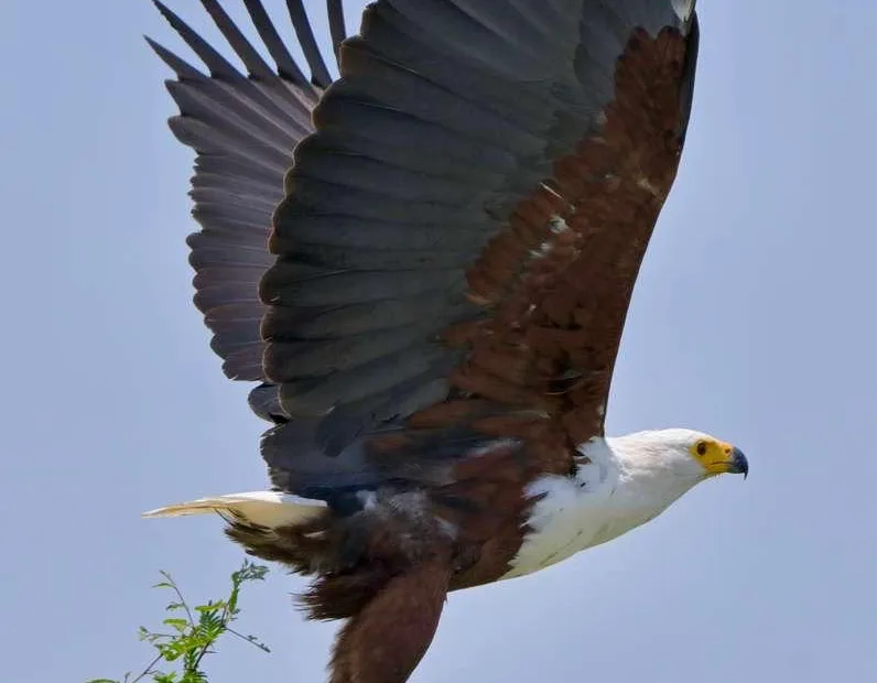 Eagle