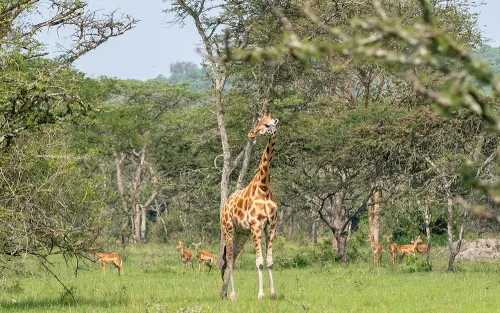 Lake Mburo National Park