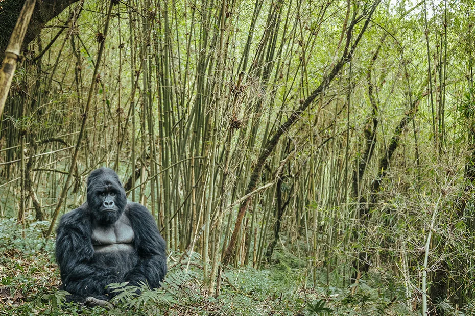 Mountain gorilla In Mgahinga