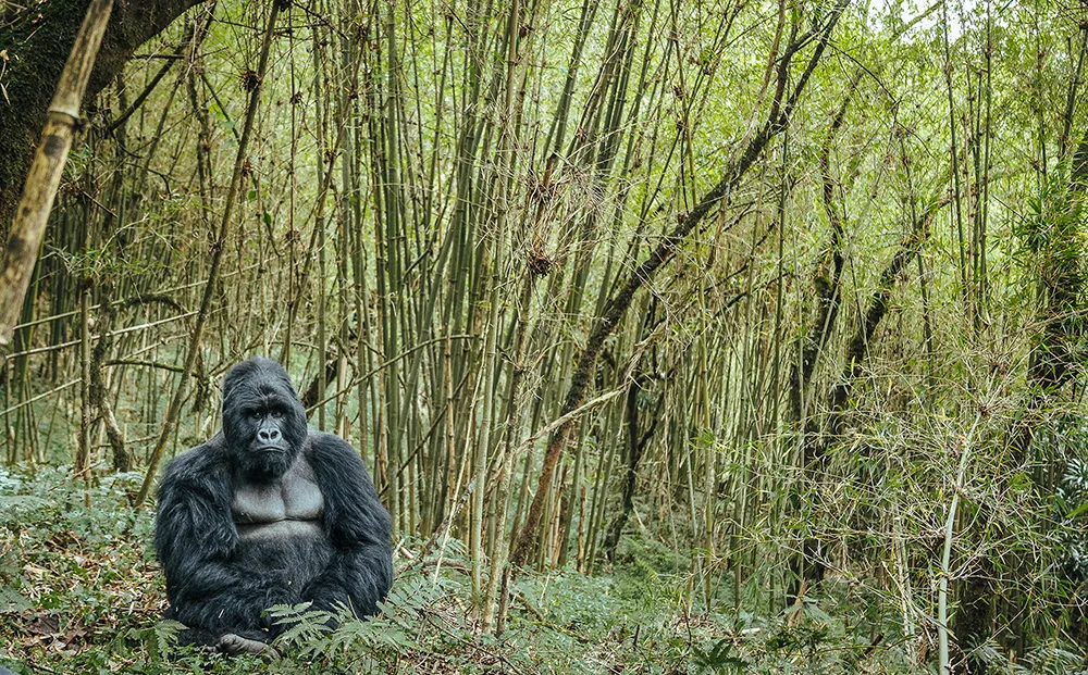 Mountain gorilla In Mgahinga
