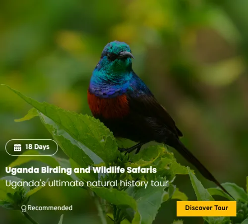 Uganda Birding and Wildlife Safari