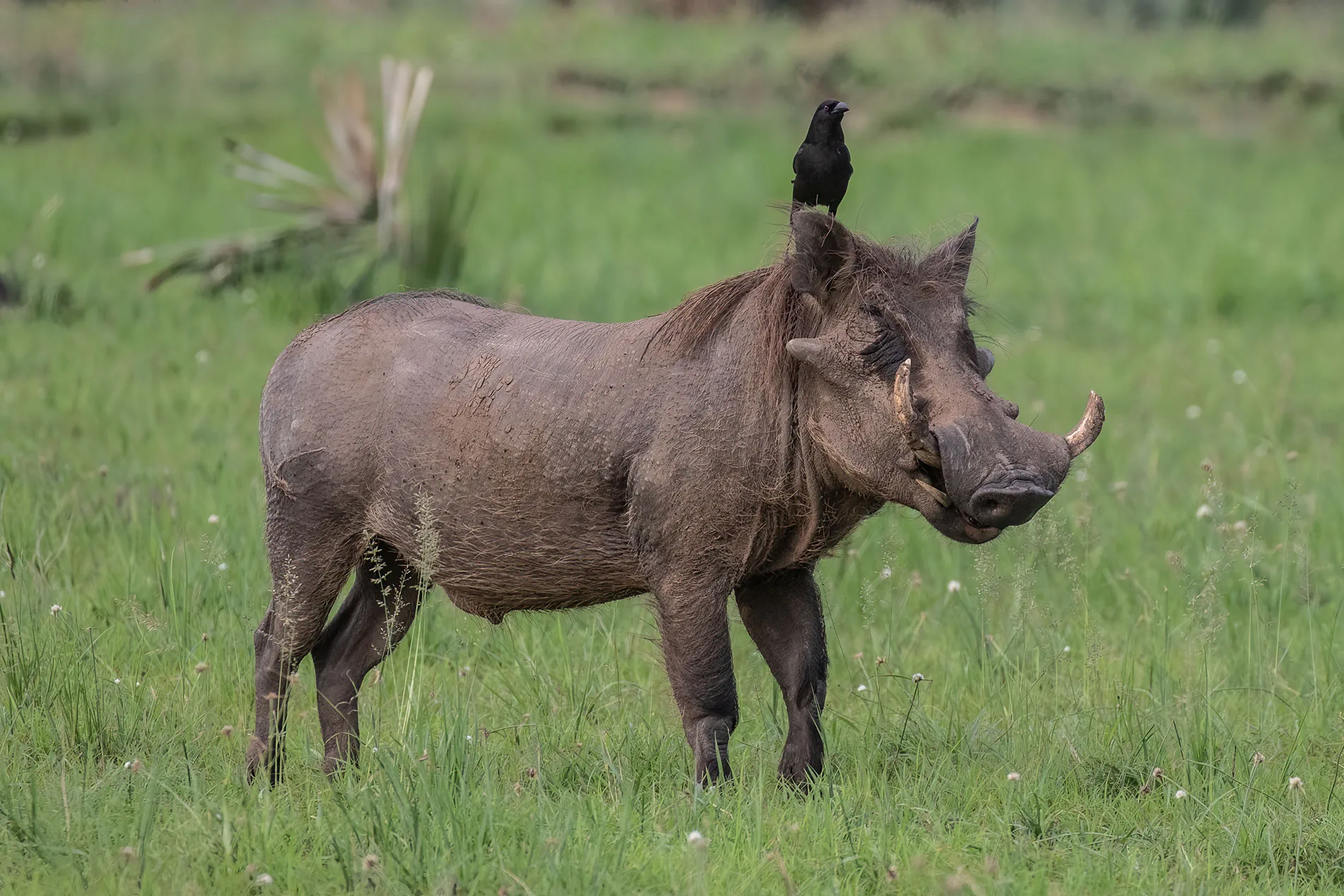 Uganda-Mammal-Tour-Safaris