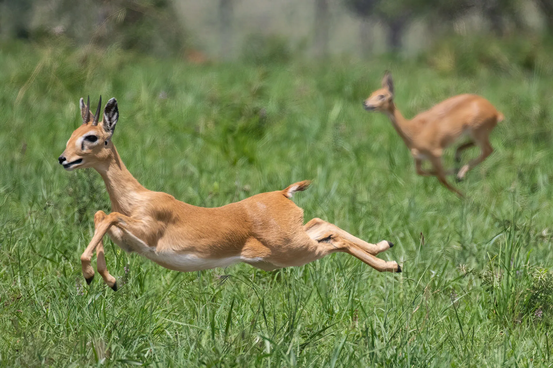 Uganda-Mammal-Tour-tour01