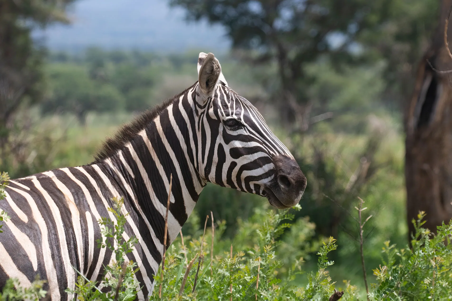 Uganda-Mammal-Tour-tour02