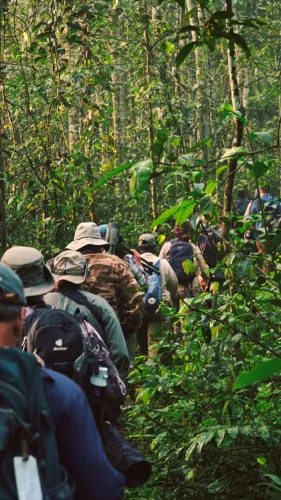 Tourists on a gorilla trek in Biwindi