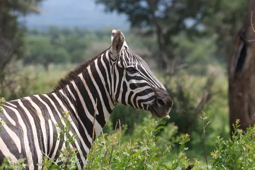 Lake Mburo National Park