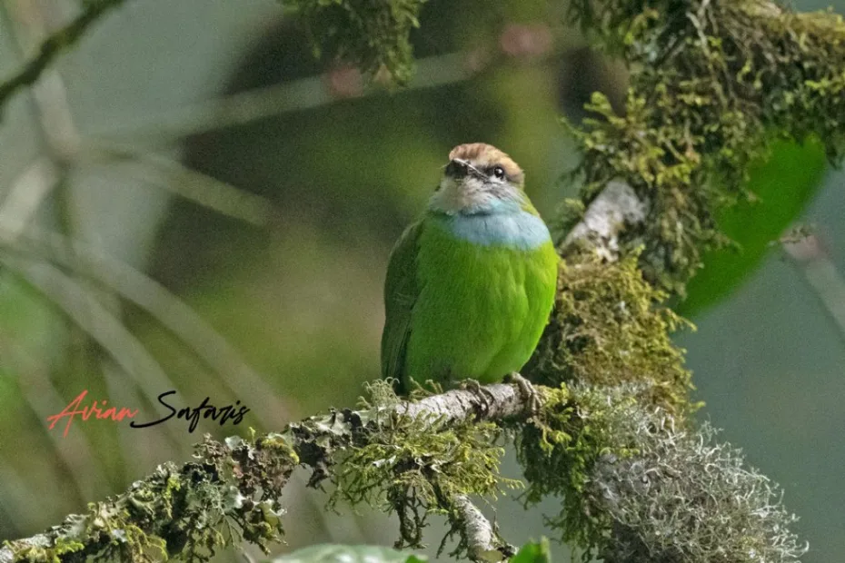 Grauer's Broadbill - Albertine Rift endemics
