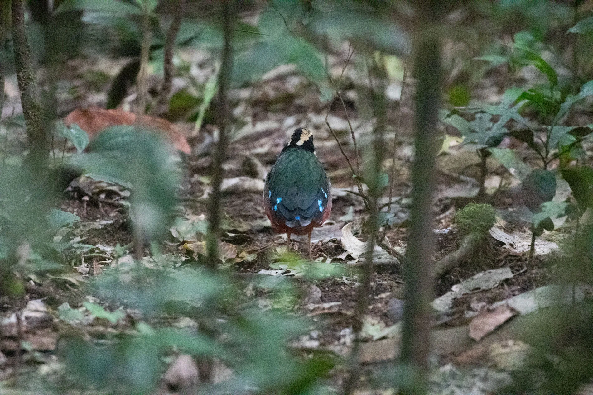 Green-breasted Pitta