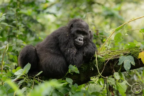 Luxury Gorilla Trekking Uganda