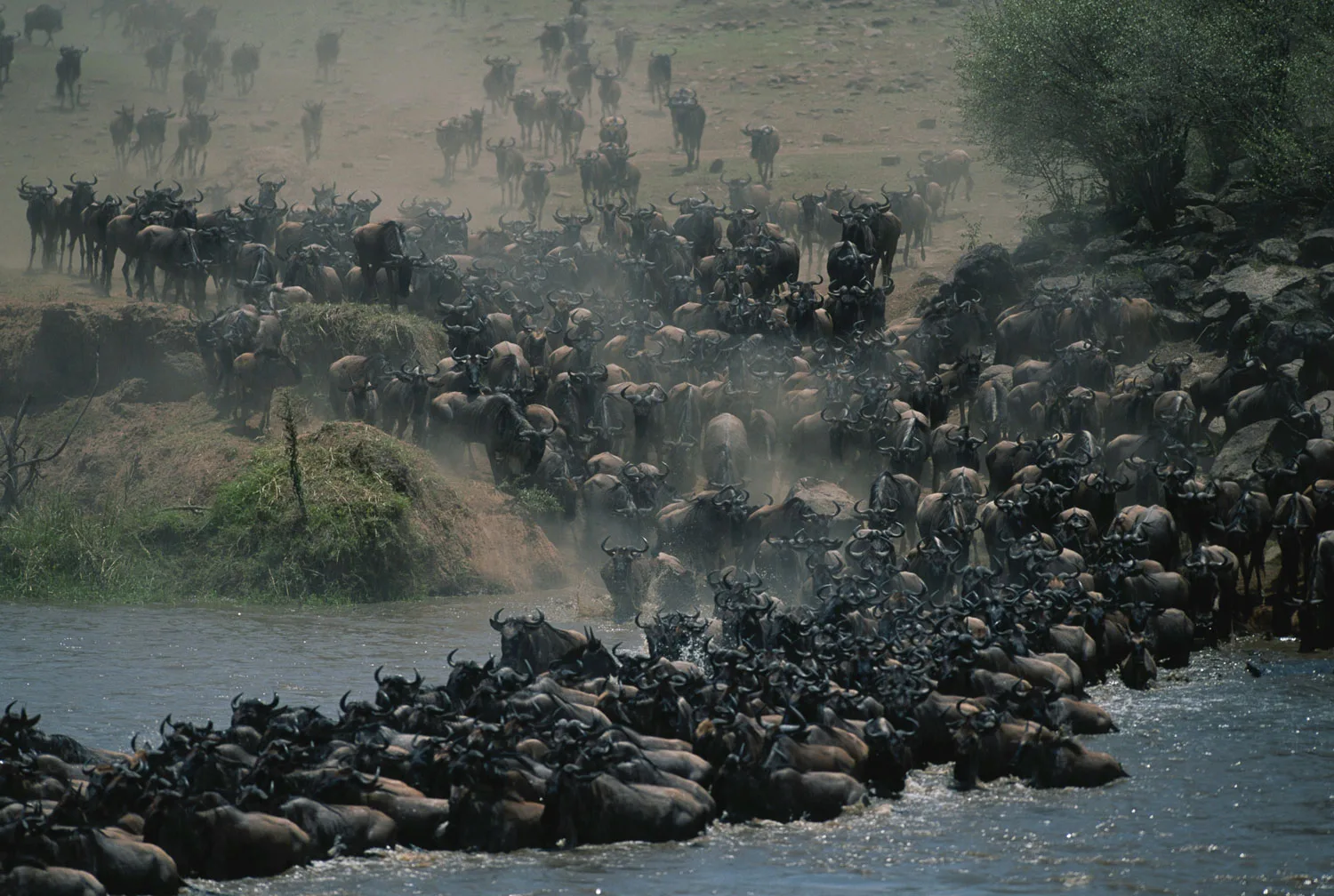 The-Great-Migration-Tanzania Great Migration