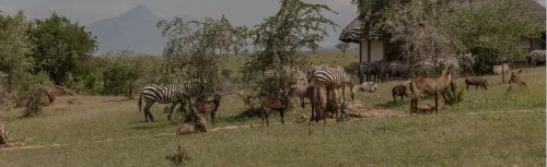Waterbucks and zebras at Apoka Safari Lodge