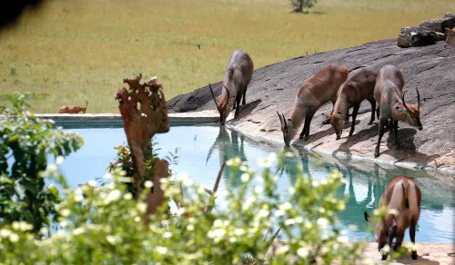 Waterbucks drinking from the Apoka Safari Lodge swimming pool in a hot season