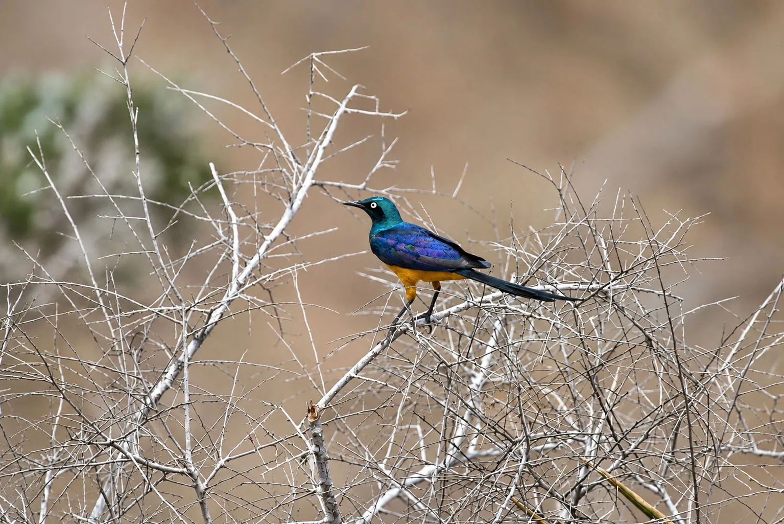 Kenya's Birding Hotspots