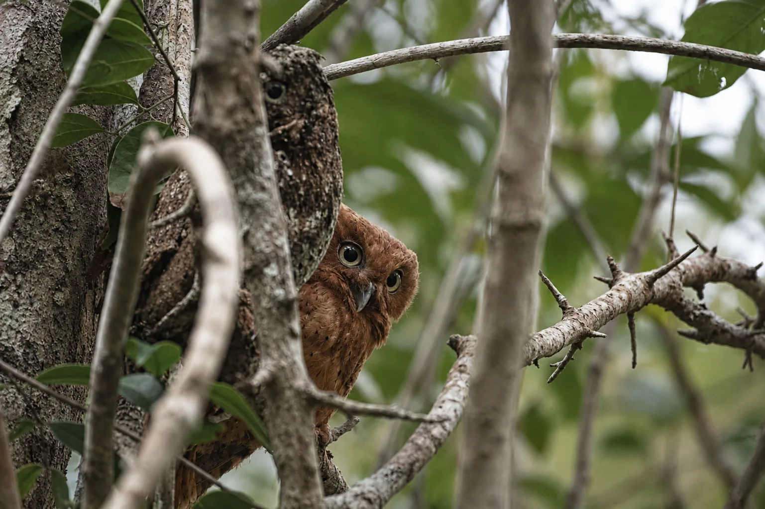 Kenya Endemic Birds