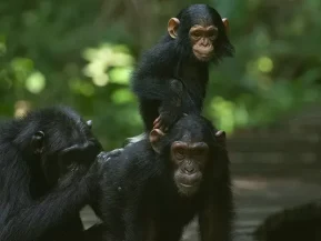 Uganda Birding and Chimpanzee Trekking