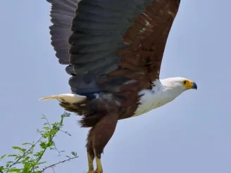Eagle Eagle