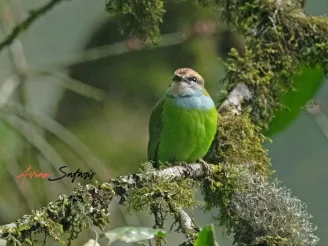 Grauer's Broadbill - Albertine Rift endemics