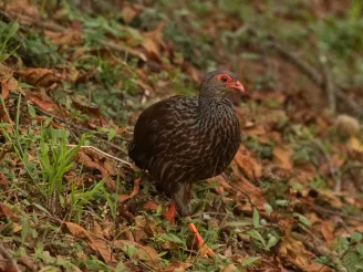 Albertine Rift endemics