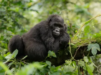 Mountain gorillas (3) Gorilla trekking