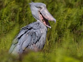 Contact Bird Uganda Safaris