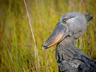 Shoebill stork in Mabamba swamp Uganda (2) {{brizy_dc_image_alt entityId=