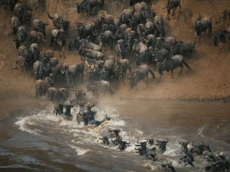 The-Great-Migration Africa Great Migration