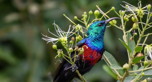 Uganda Birding Safaris