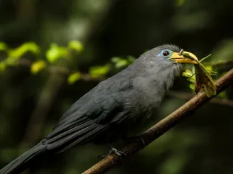 Yellow Bill ( Blue Makhoha ) Bird Uganda Safaris {{brizy_dc_image_alt entityId=