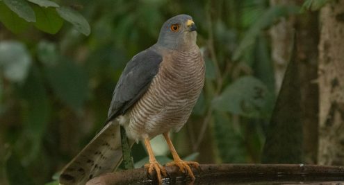 Birds of Uganda