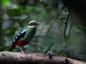 Green-breasted Pitta