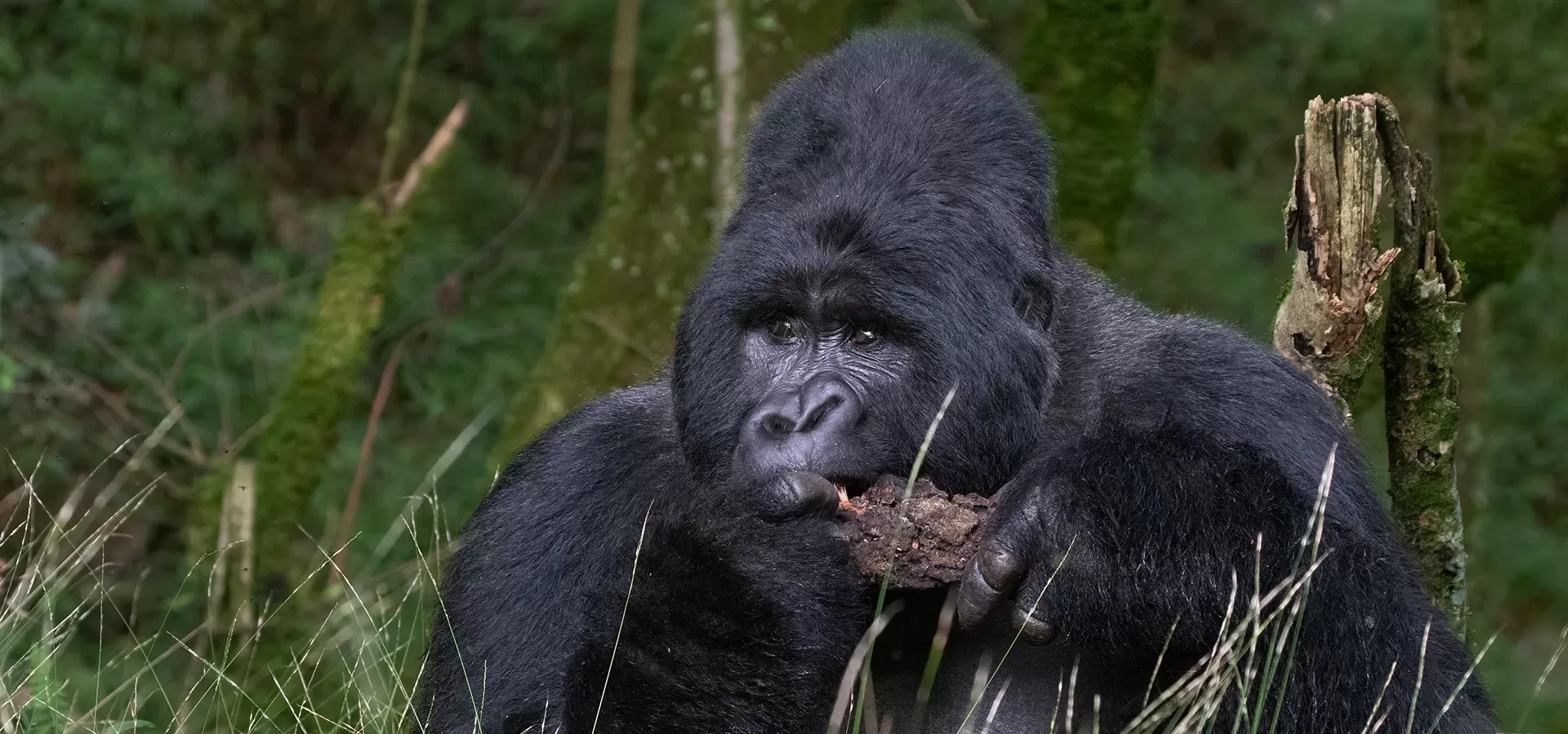 Uganda Birding safari and Gorilla Trekking Safari