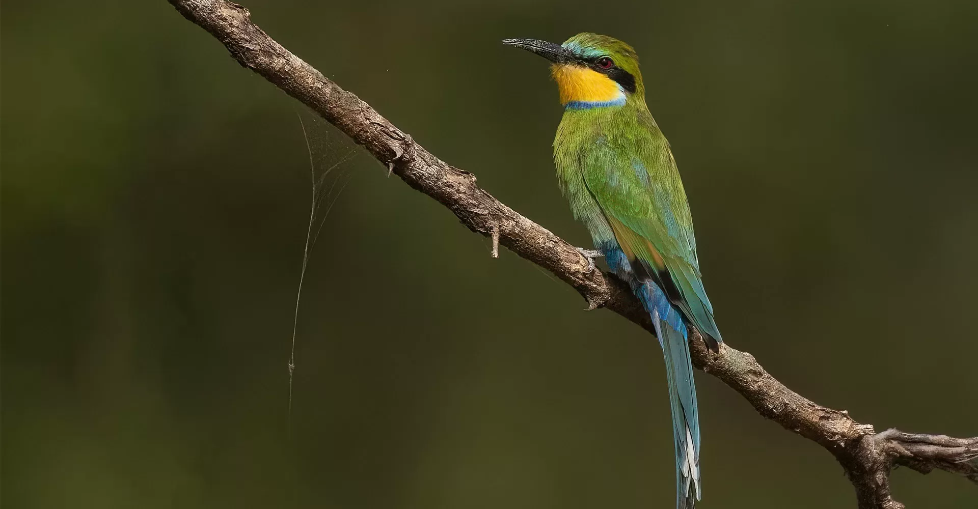 Birding in Murchison Falls National park