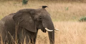 Birding in Murchison Falls National Park