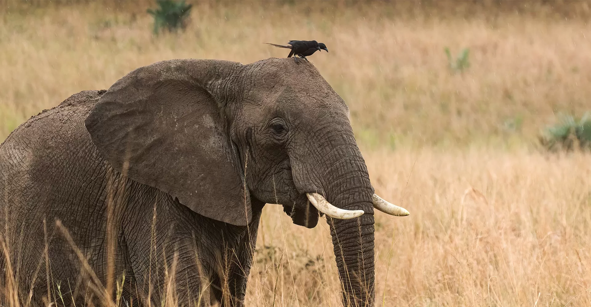 Birding in Murchison Falls National Park